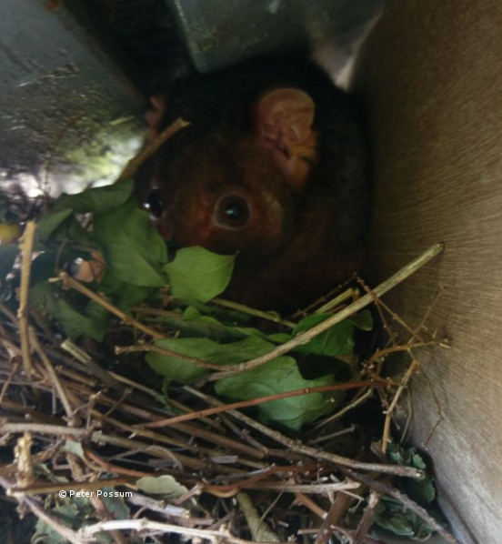 The Secret to Keeping Possums off Your Roof