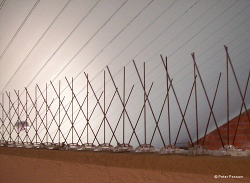 Bird Spikes Bird Spikes