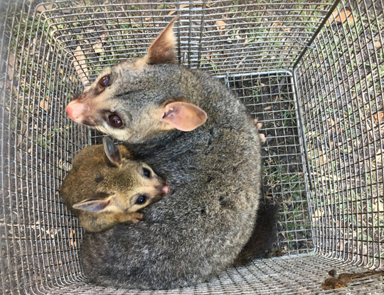 Possums in cage