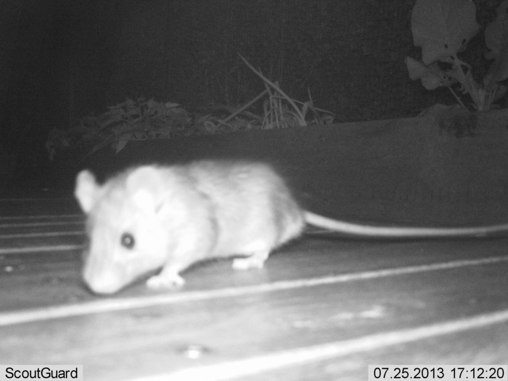 Rat at night