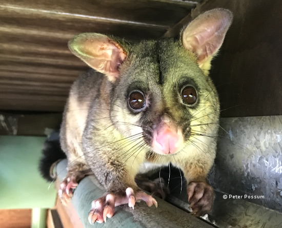 Possums in an open area