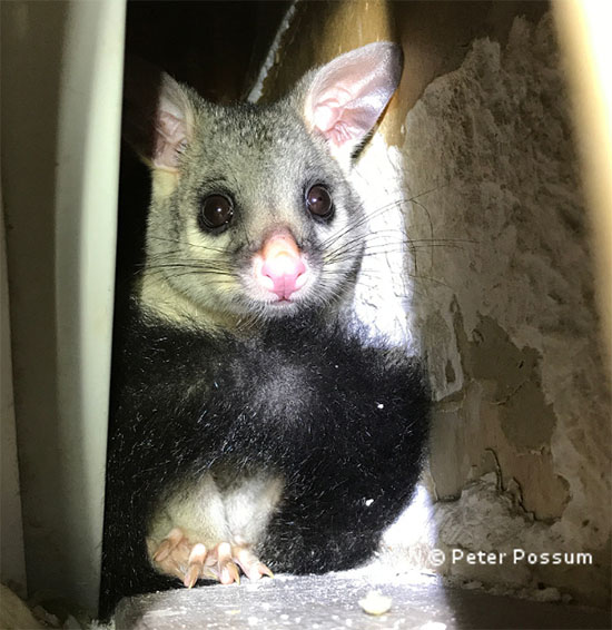 Are possums dangerous to humans
