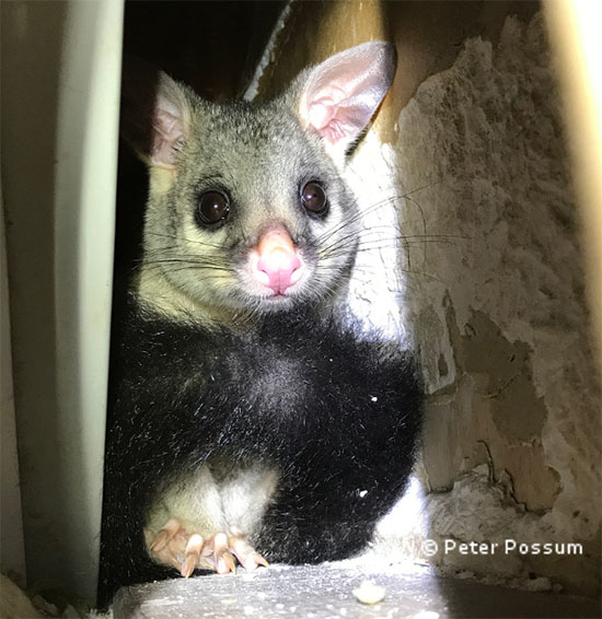 Possum traps big risk