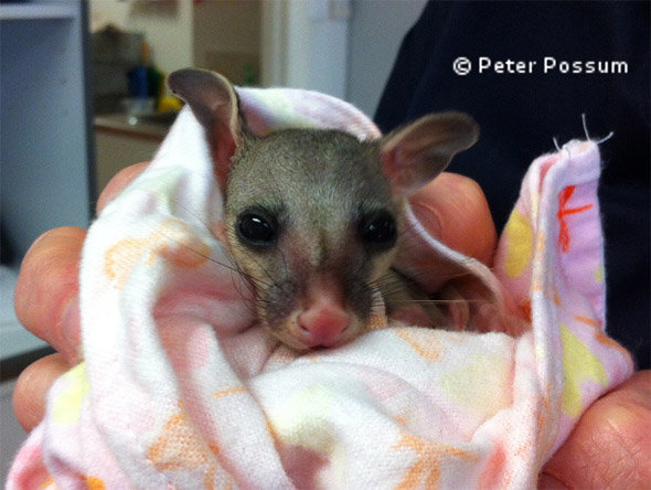 Can you keep a possum as a pet?