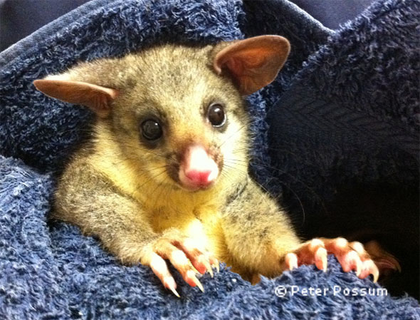 Can you rear a baby possum? Can you rear a baby possum?