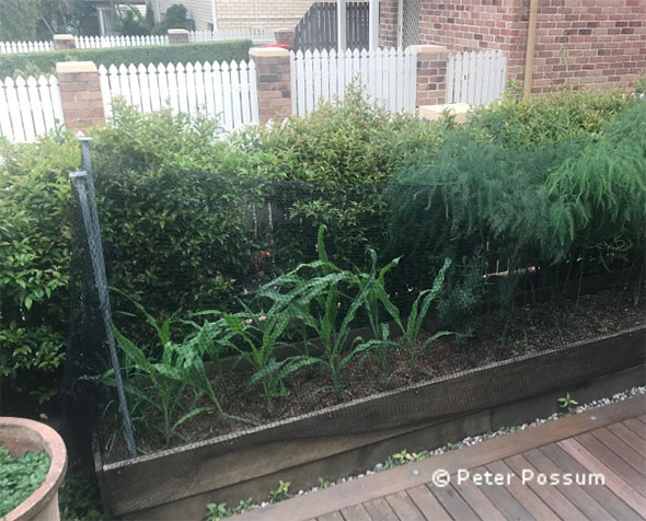 Possums eating your garden plants