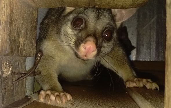 Remove possums from the roof