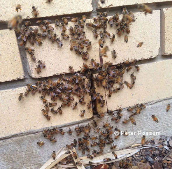 Indooroopilly Bees