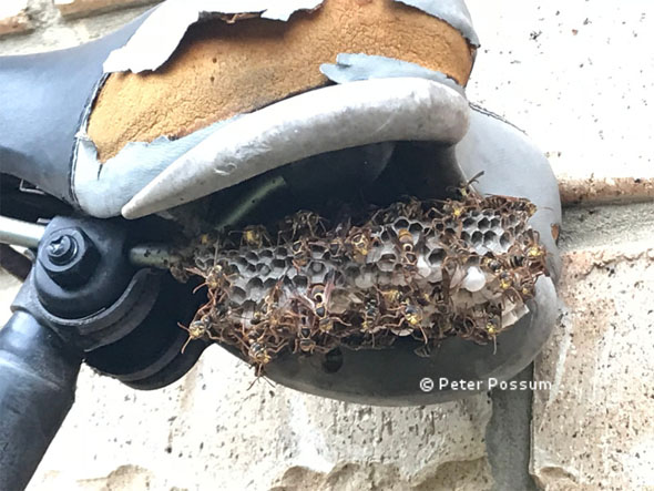 Paper wasps on bike Paper wasps on bike