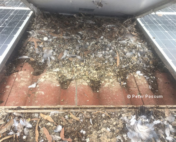 Pigeon droppings on roof