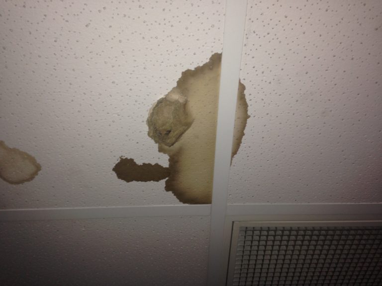 How do we tell the difference between possums and rats in a roof?